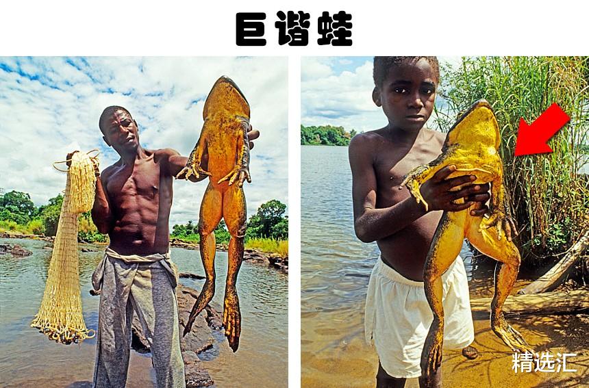 水母|你可能还没了解过的7种巨型动物