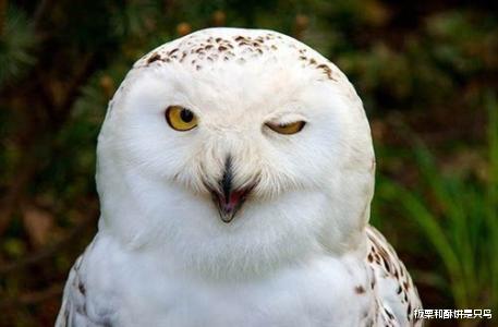 #猫头鹰#养鸟人不知道的冷知识，麻雀不是一种鸟，40斤重的鸟也会飞