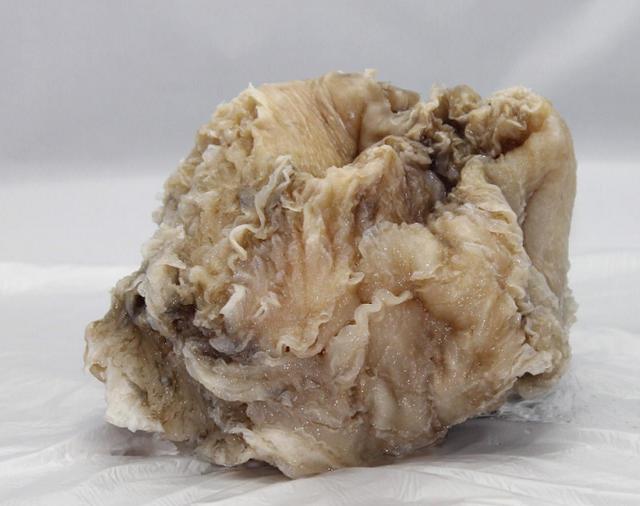 科学家▲地球上的活化石——太岁,生命力惊人,科学家说:已违背自然规律