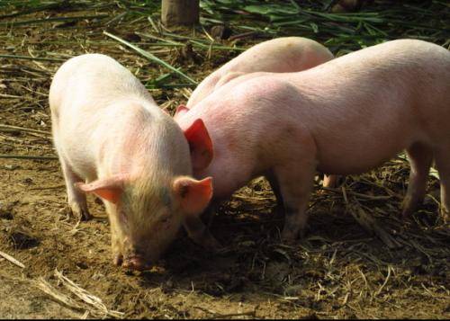 |猪的生命意义是什么？猪被杀时，是否埋怨它的父母，把它生出来？