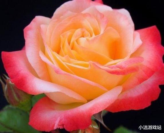 「狮子座」13天后,旧爱翻篇,月老登门,再次抱紧前任,心动一如初见