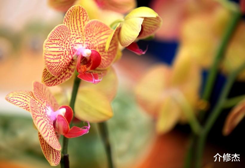 生肖|7月份月老赐姻缘，幸福来相聚，遇到佳人修成正果4大生肖