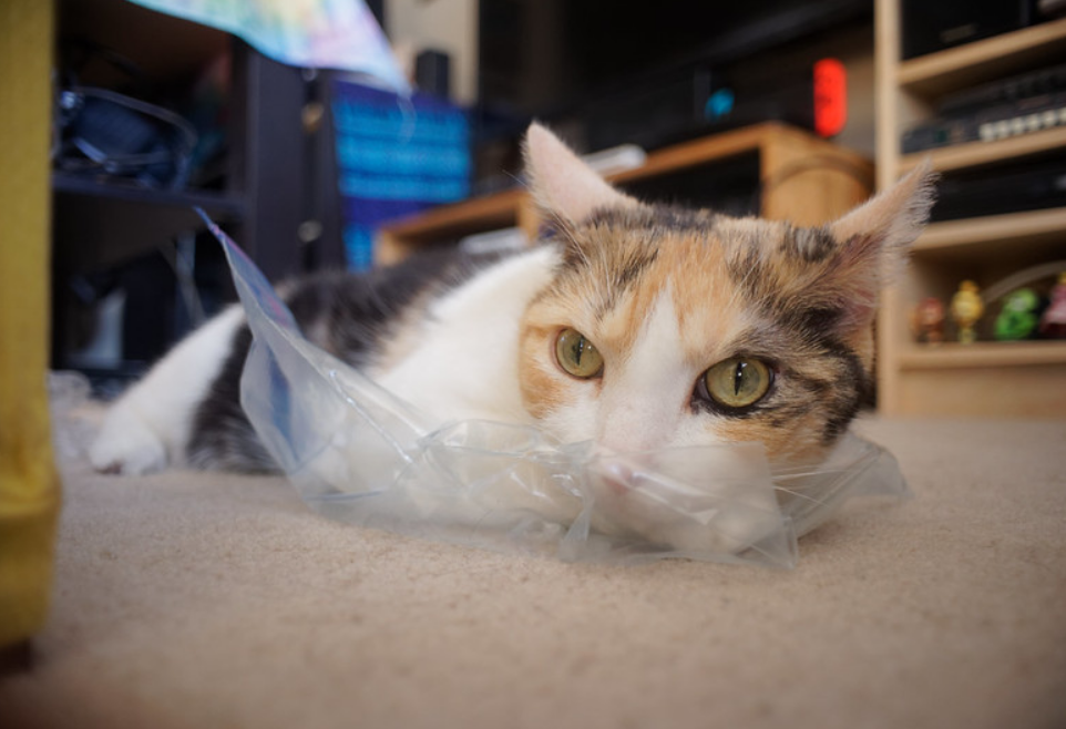 胆小的猫咪如何玩？4样东西轻松让它玩个够，可别让它“上瘾”哦