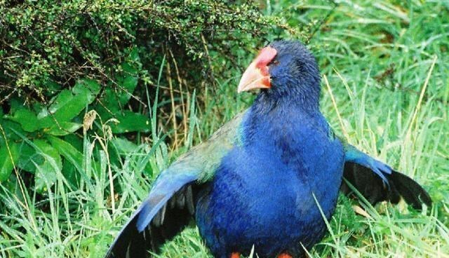 科学家|2020地球怎么了?136000年前的灭绝物种再现,地球轮回成定局