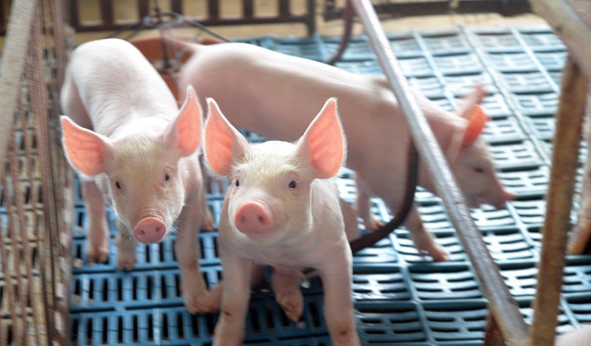 「癌细胞」猪身上“这块肉”,吃得越多,癌细胞或越“活跃”,切莫自讨苦吃