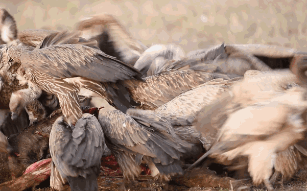 『』以骨头为食的胡兀鹫,体型巨大的猛禽,经历过黑暗的童年