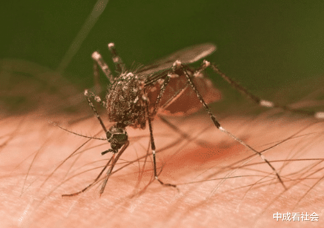 ##一关灯蚊子就“嗡嗡”叫,开灯就见不着是为什么,而且还听不到声音了