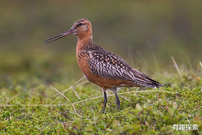 |一次性飞1.22万公里，横穿太平洋，一只飞鸟打破肉身耐力极限