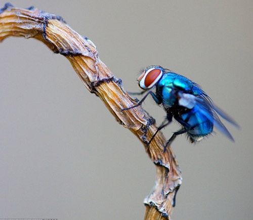 科学家|臭名昭著的苍蝇为什么从来不生病?