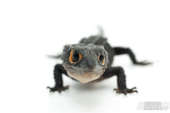 【壁虎】为什么说被壁虎咬了便无药可救?壁虎有毒吗?看完不淡定了