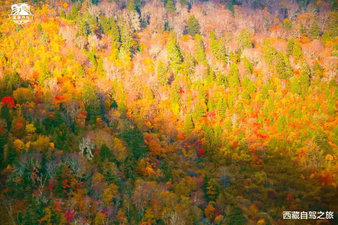 若尔盖|景 | 再过一个月，来看世间醉美的秋天！