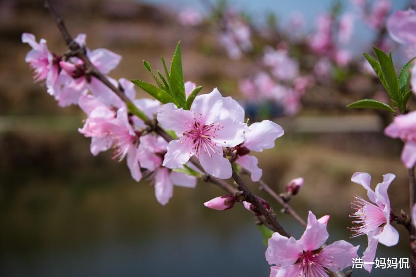 星座男▲3生肖今天开始正财滚滚来，收入攀升，不再为钱发愁，恭喜恭喜