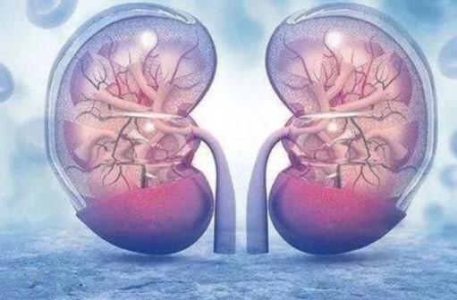 冬瓜|肾阳虚的人会出现8种表现，养护肾脏，牢记：一补，一饮，一护