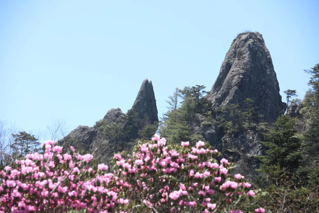 神农架▲高清大图丨高山草甸、万亩杜鹃……探绝美秘境小神农架