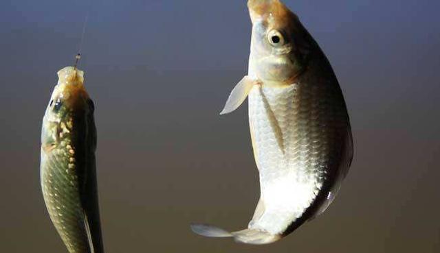 鲫鱼|鲫鱼吃钩的“顿口、黑漂、送漂”，到底是怎么形成的？