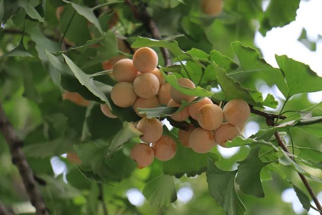 央视频|转扩！女子因吃这种“零食”住进ICU，已有多人中招，严重可致死亡