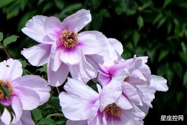 ##啥月份出生的人，做不出狠事，不愿当坏人，贵人相伴走天涯