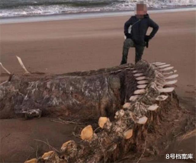 『尼斯湖水怪』尼斯湖水怪已死？湖岸出现巨大骨架，事实令人冷汗直冒！