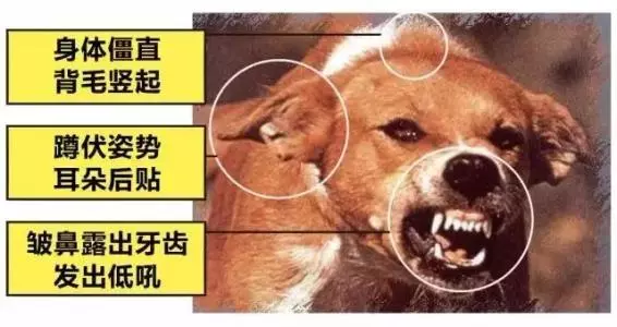 狂犬病|被低估的“病毒之王”：狂犬病致死率近100%，发病后基本没救