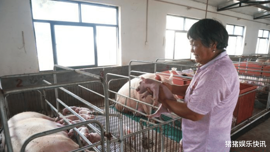 [猪肉]猪肉价格连续13周下降，今年会重回“10元时代”吗？看看专家怎么说！