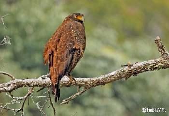 「毒蛇」原来在自然界蛇的克星有这么多