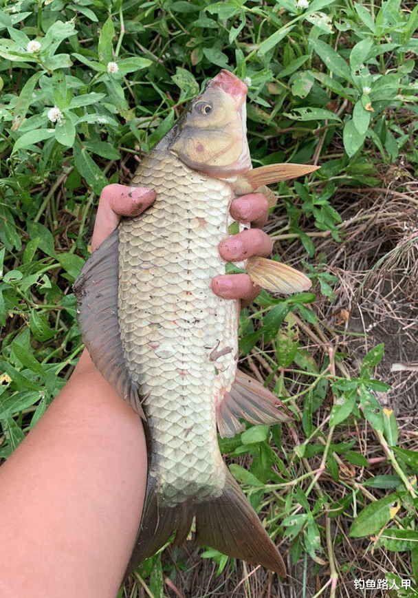 饵料|怎样快速突破钓鱼新手期？掌握这几个细节，包你钓技一天比一天高
