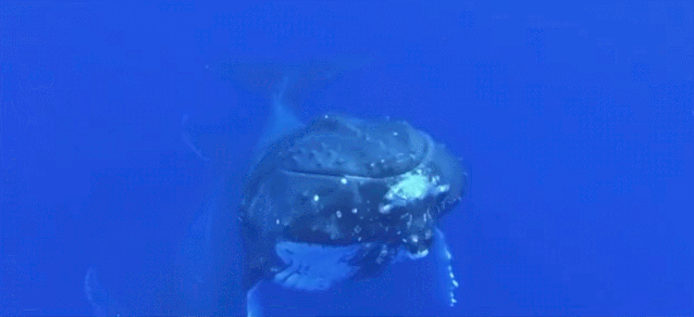 『鲸落』中国南海首次发现鲸落：一鲸落，万物生！这是世界上最浪漫的死亡