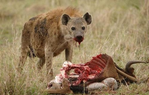 鬣狗|人如果遭遇到了鬣狗,怎么办?用石头打它管用吗?