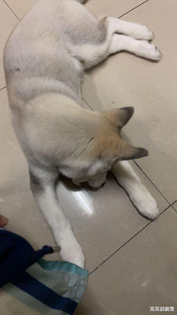 不能让二哈闻到肉味，见到肉跟“丢了魂”似的：有肉就是爹