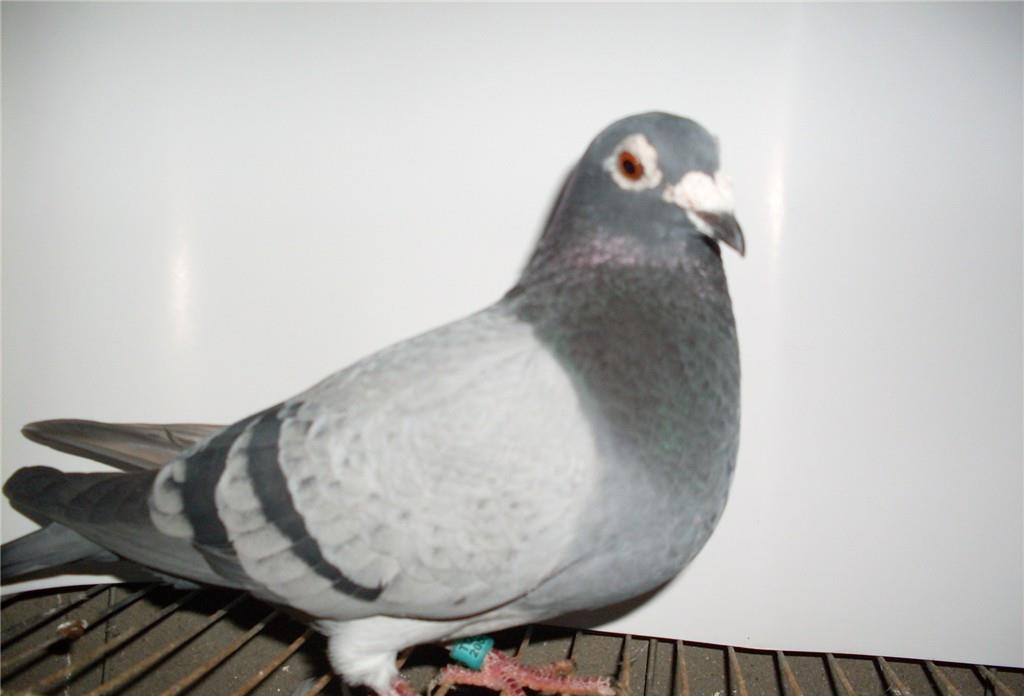 比赛是检验鸽子的最重要的标准