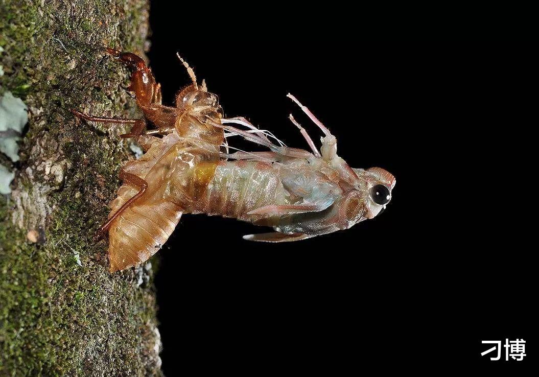 |小小的蝉给人类出了一个难题