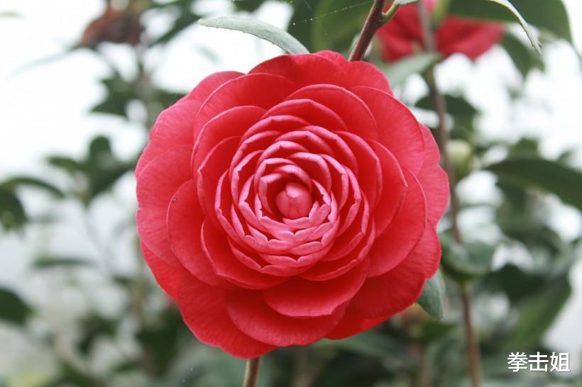 万事如意▲最近一周，好运如影随形，3生肖“浴火重生”，财运鲤跃龙门