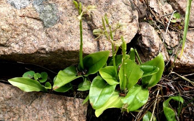 |石缝一种小野草,常被铲除,却不知它是如此的珍贵,100元一斤