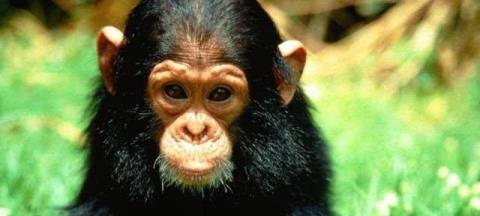 『』世界上6大“杀不死”的生物, 身体坏了可再生, 脑袋没了还能跑