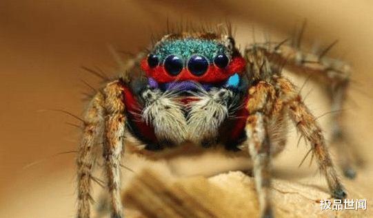 [亚马孙热带雨林]亚马逊雨林真这么恐怖，表面绿色天堂，实则是人类禁区