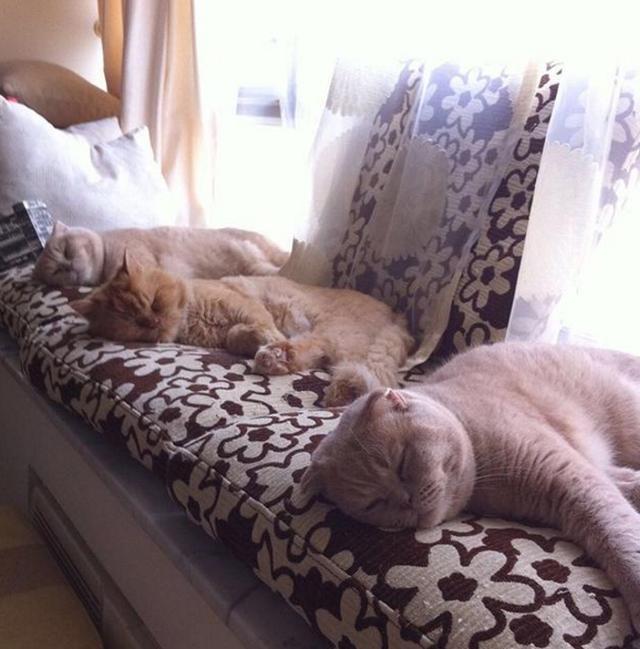 参观胡杏儿在香港的家，家里连餐布都是一次性的，看来工作太忙了