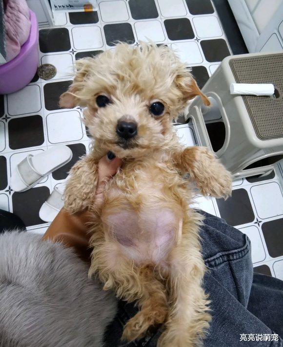 妹子在地铁口遇到只泰迪，买了根火腿肠喂它，吃完一直跟到家了