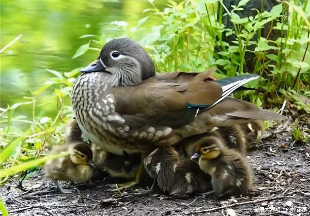 黑猩猩|“一夫一妻”的动物,如果一方死了,它们能经受住交配的诱惑吗?