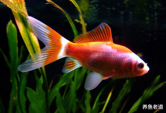 80厘米鱼缸饲养12条草金，为什么还缺氧？很多鱼友都遇到这种情况