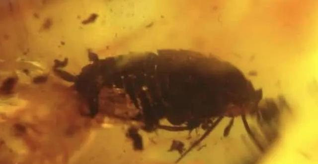 【蟑螂】没了脑袋的蟑螂能活9天？不要太惊讶，是人类赋予它们技能