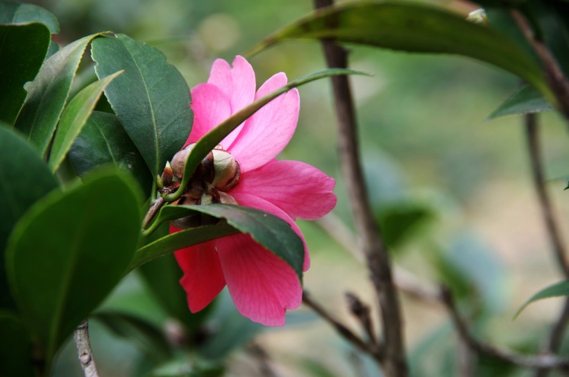 『生肖』6月底内，姻缘回归，旧情难忘，与前任牵手相伴一生的四大生肖