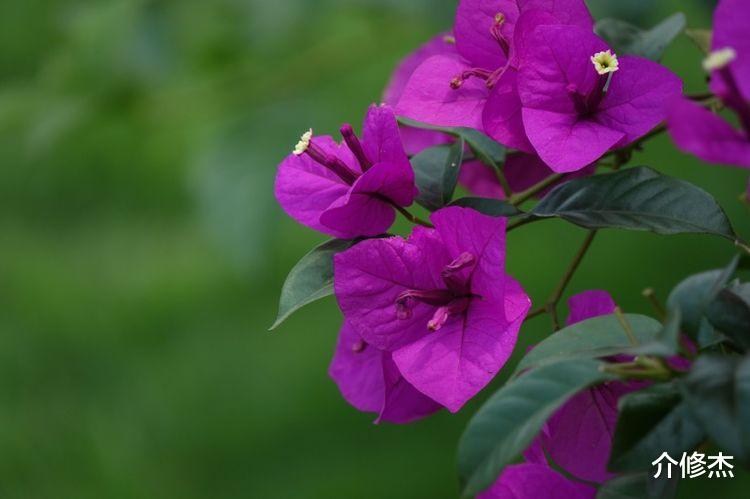 生肖|10月份期间，桃花降临，前缘未断，能够和旧爱顺利复合的四大星座