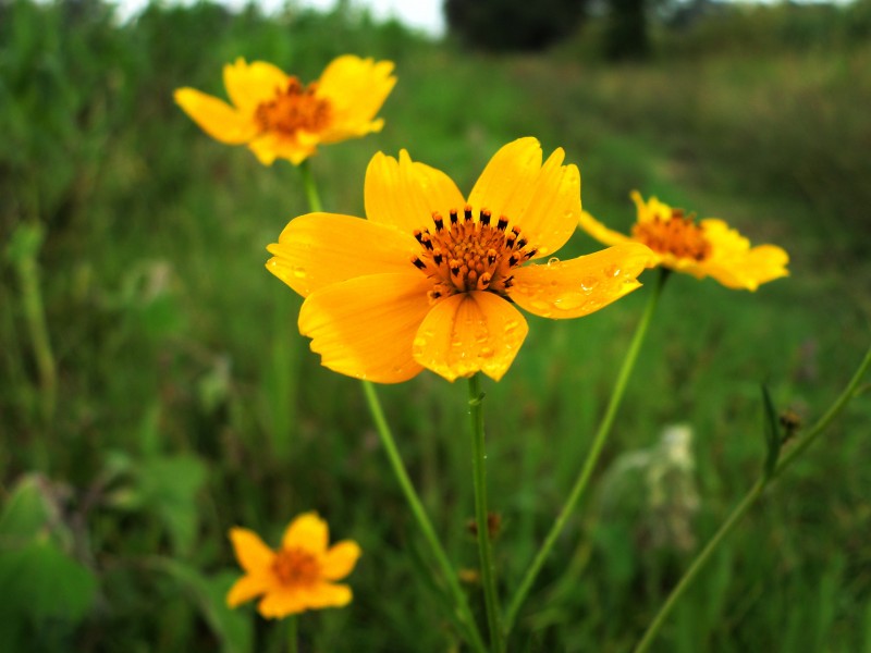 生肖|7月15日财气冲天,喜事成堆,事业有成就,人生好命的四大生肖
