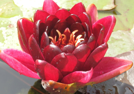 「吉星」六月下旬吉星照耀，4属相一帆风顺，未来蒸蒸日上，大吉大利