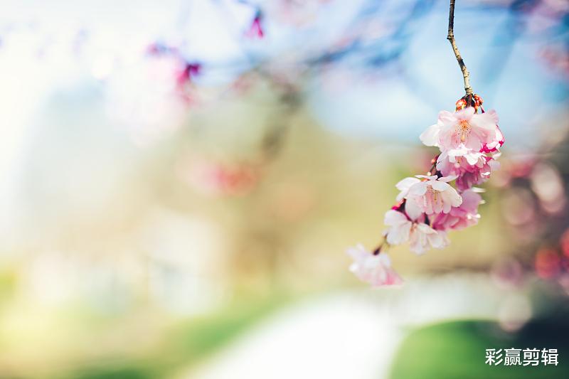 运势|用情极深，一生只会爱一次，绝不会朝三暮四的四个星座