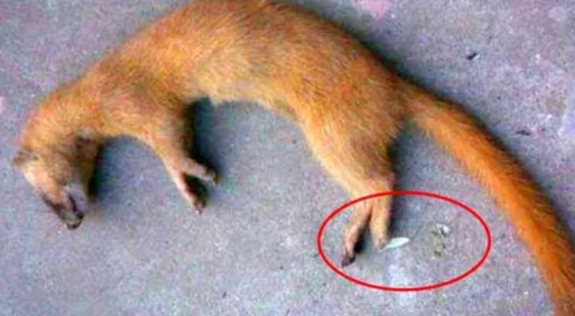 黄鼠狼|老人为什么常说黄鼠狼不可以杀？科学研究表明，还真不能杀