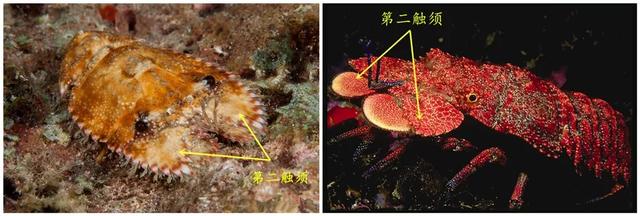 红枣■龙虾的亲兄弟：“蝉虾”和“扇虾”