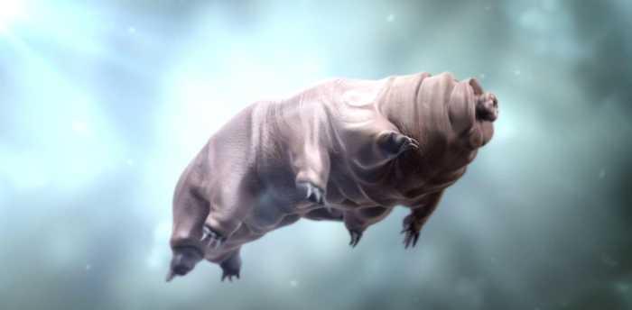 #水熊#冻不死烧不坏的水熊虫，科学家认为，对付它仅有一个办法