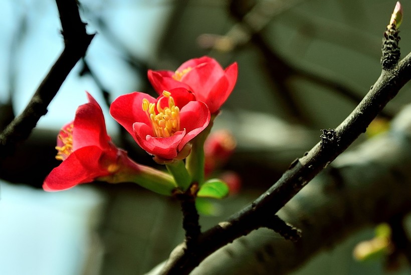 [生肖]7月份内，红鸾星动撞桃花，喜获好姻缘，注定要脱单的四大生肖