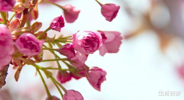 [生肖]4月底，旧情人回心转意，真心未改，3生肖喜笑颜开，破镜重圆